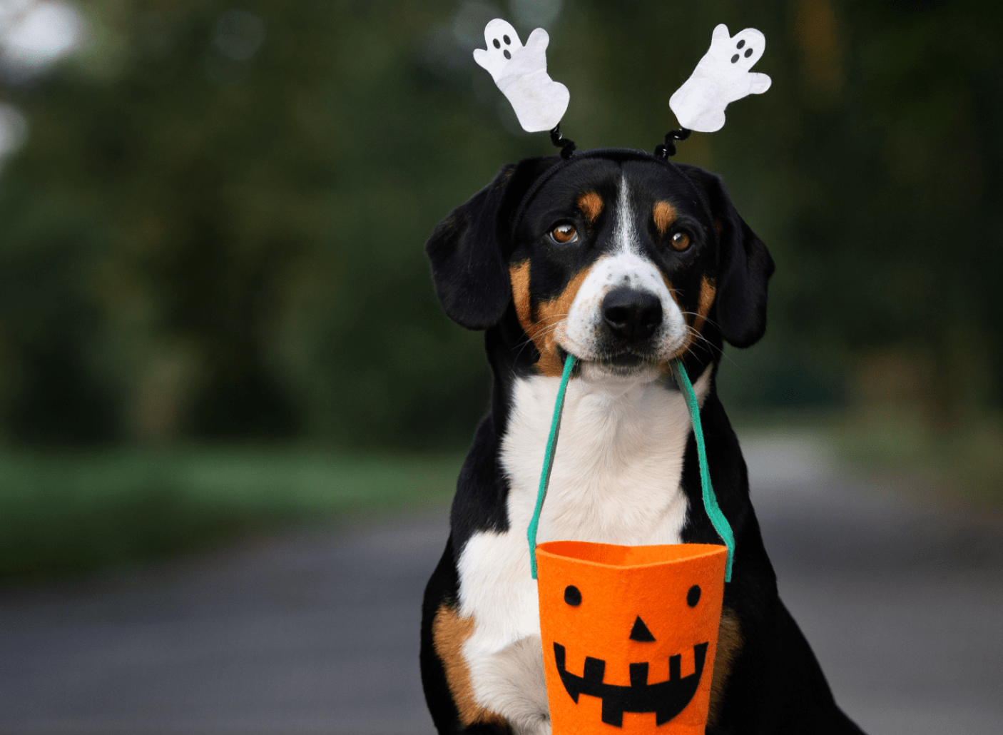 Fall Photos & BVSPCA Adoptables at Glen Mills | Heart + Paw