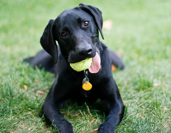 Black Lab Laying In Grass