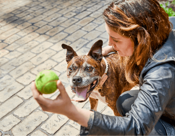 Dog And Woman With Tennis Ball