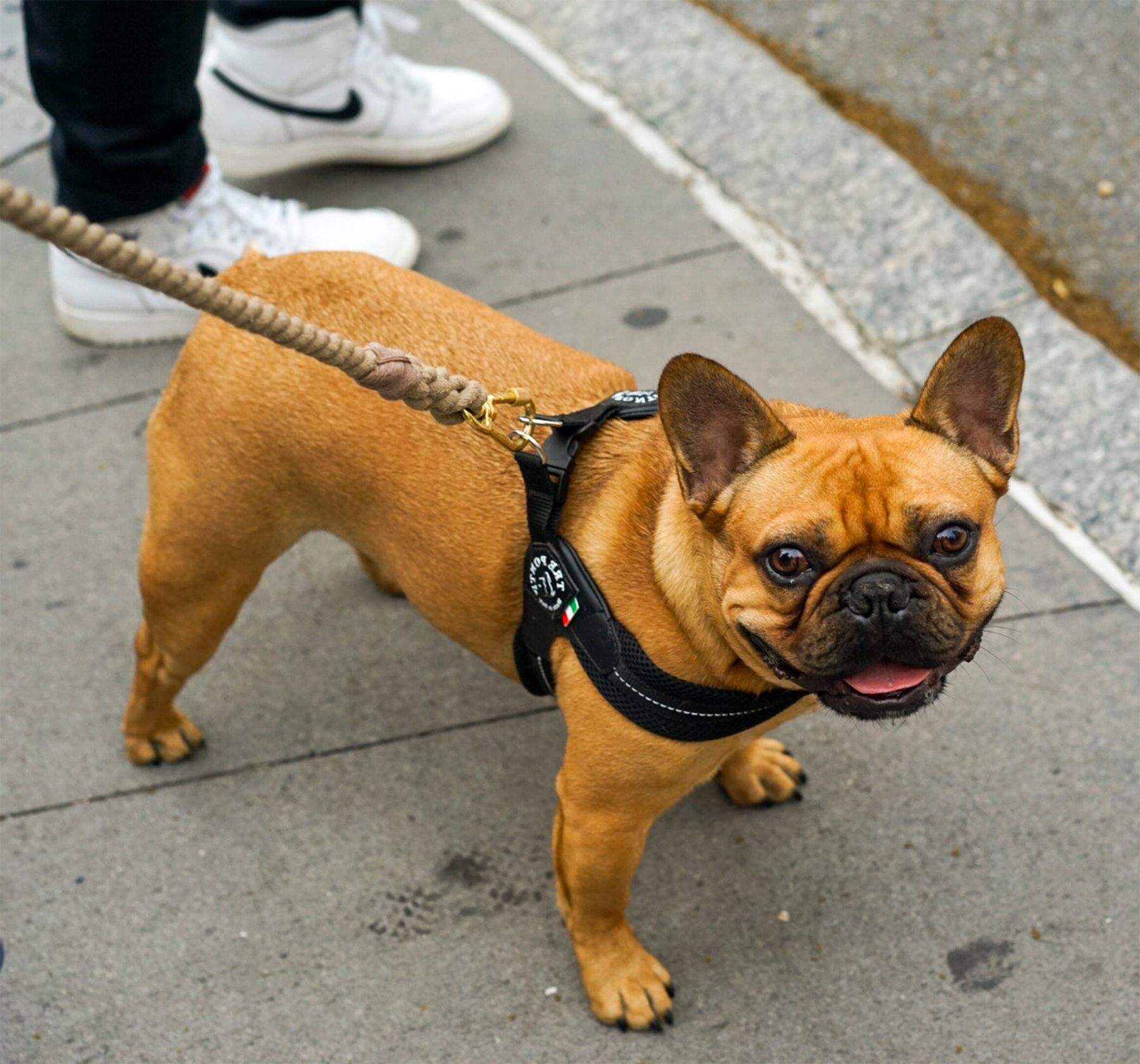 French Bulldog Walking On Leash