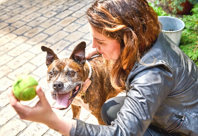 Girl Holding Tennis Ball In Front Of Dog