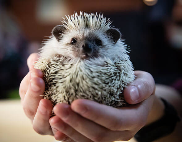 Holding Hedgehog