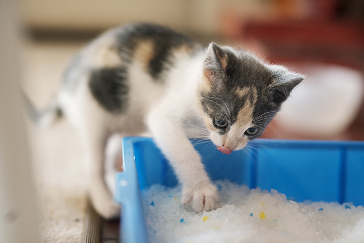 How to litter box train a kitten
