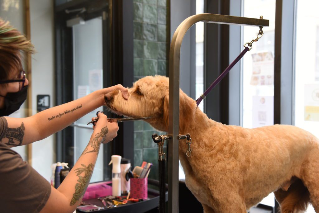 Importance of goldendoodle grooming