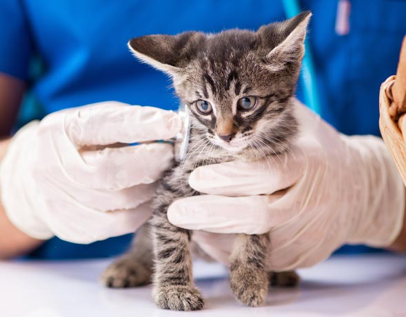 Veterinarian Checking Kittens Heart