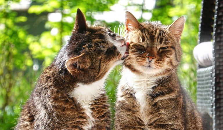 Reasons Why Cats Groom Each Other Heart Paw