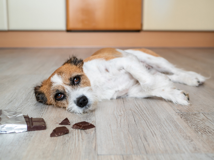 Chocolate poisoning in dogs