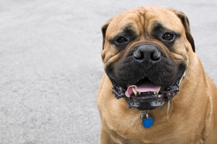 what causes excessive saliva in dogs