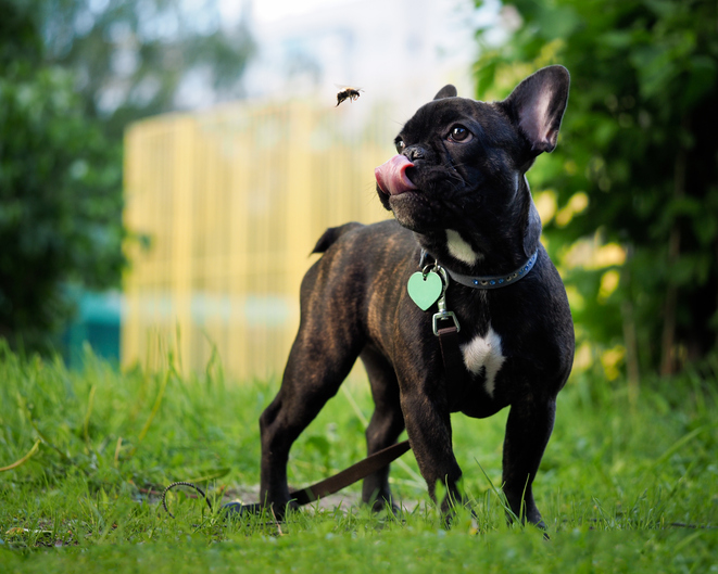 Dog stung by a bee