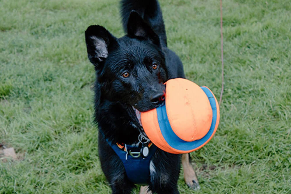 Black Dog With Orange Ball