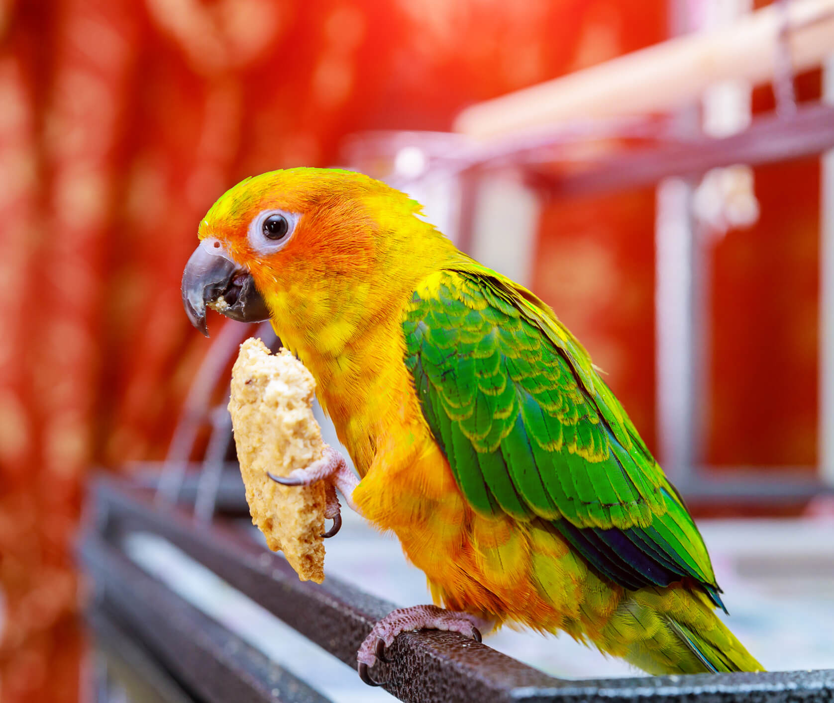 Pet Bird Eating