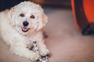 how to choose the best hypoallergenic dog