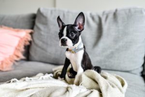 boston terrier brachycephalic dog