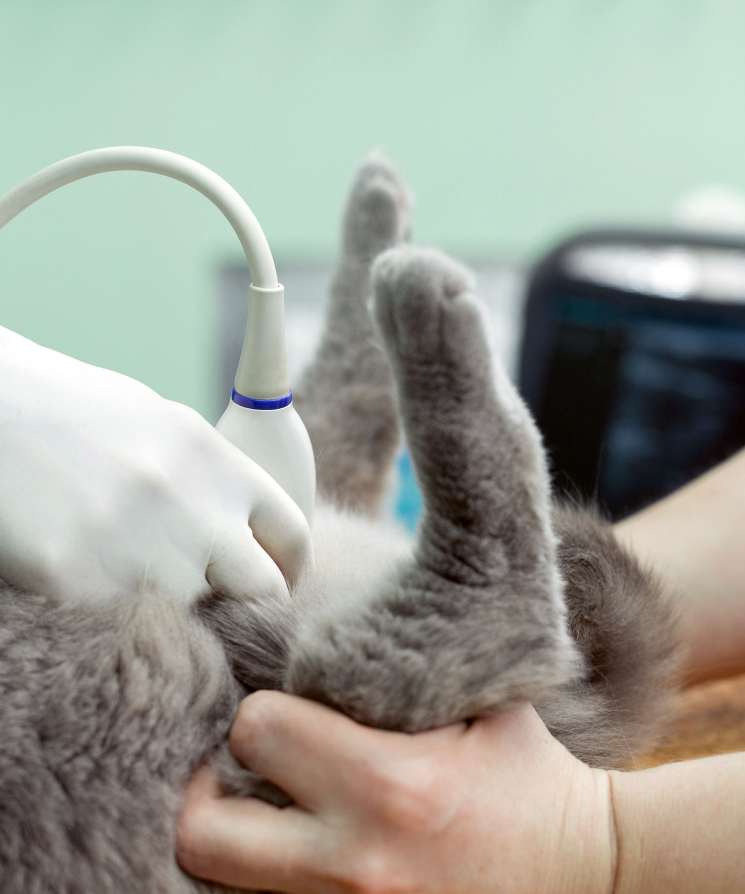Pet Ultrasounds At Homestead