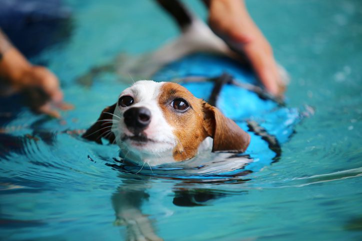 dog swimming safety