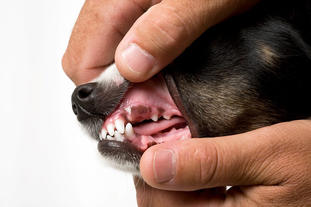 dog gums are pale