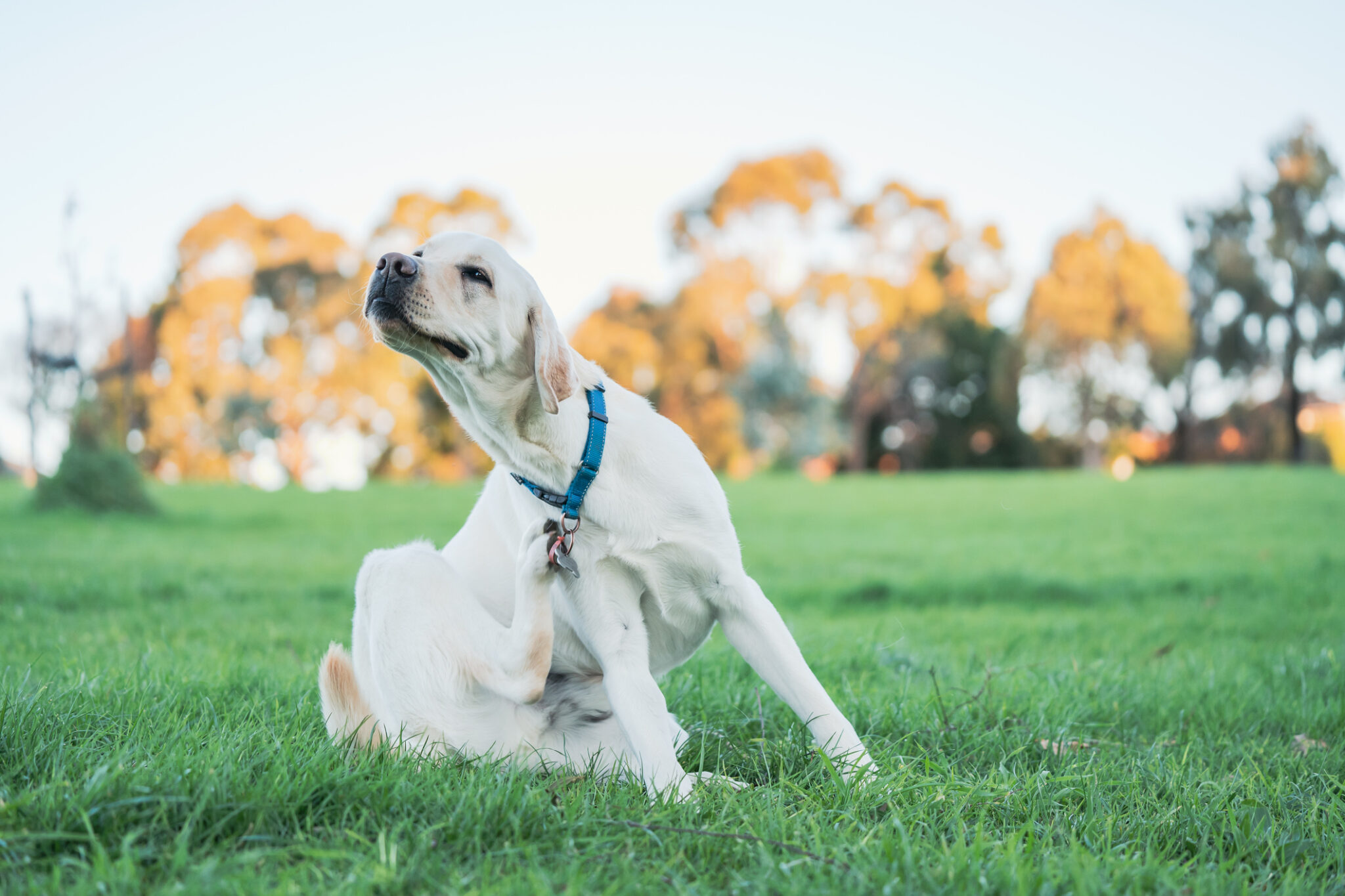 do dogs have better night vision than cats