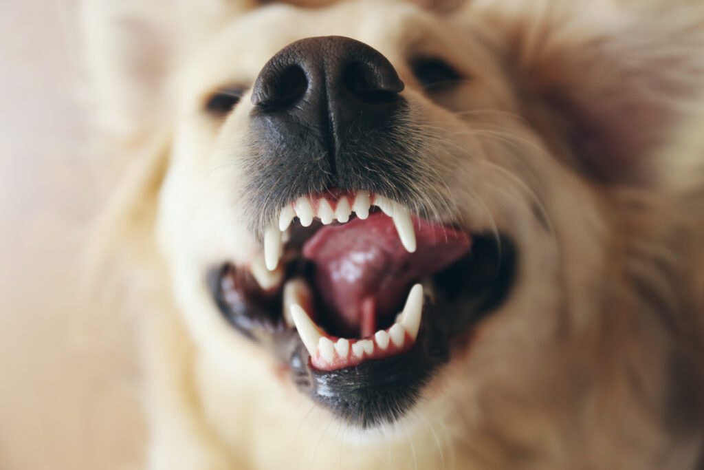 bad breath in dog