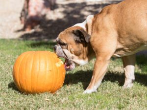 dog eating pumpkin