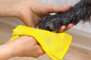 dog getting their paws cleaned