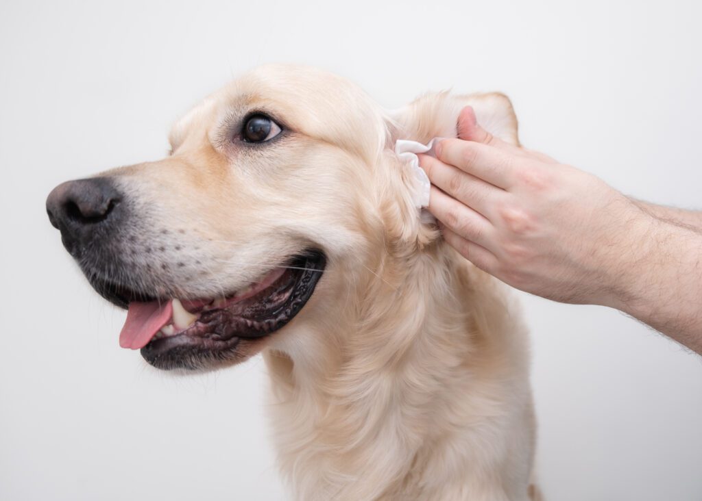 dog getting its ears cleaned
