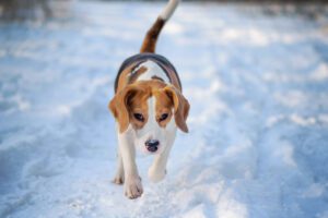 dog frostbite prevention