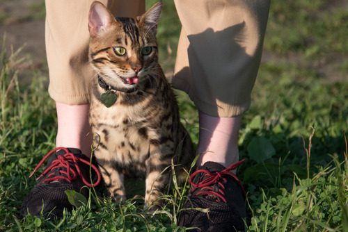 cat-sitting-between-owner's-feet-panting