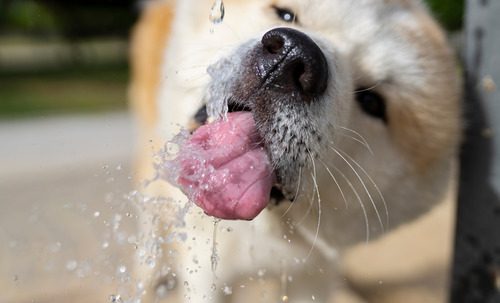 dog-drinking-from-fountain-at-park