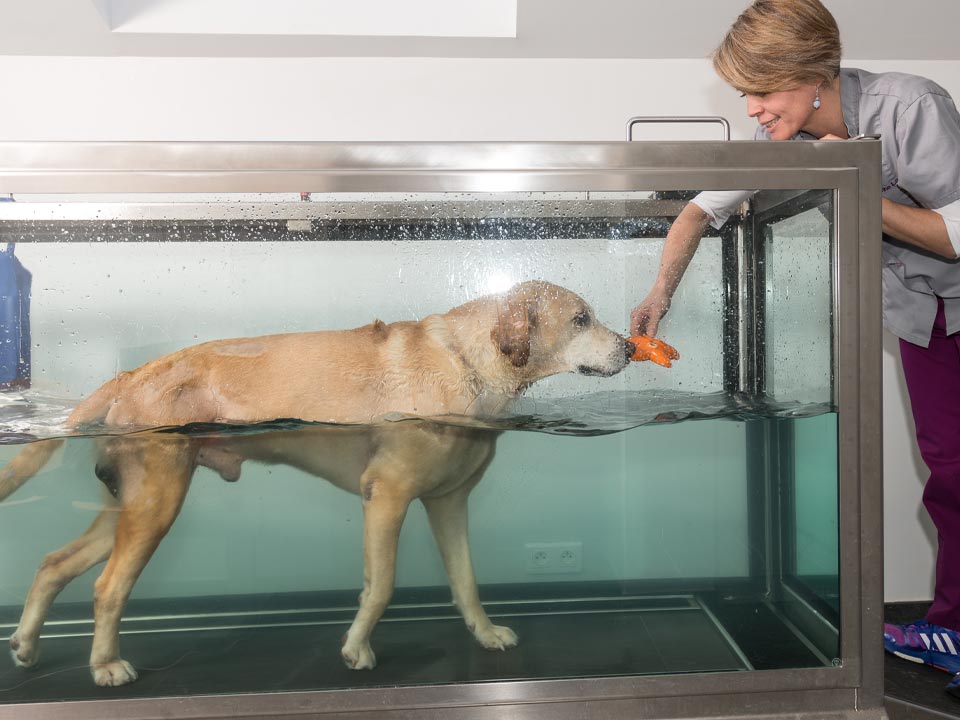 staff member with dog in hydrotherapy chamber
