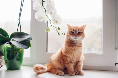 cat-sitting-on-windowsill-next-to-plant