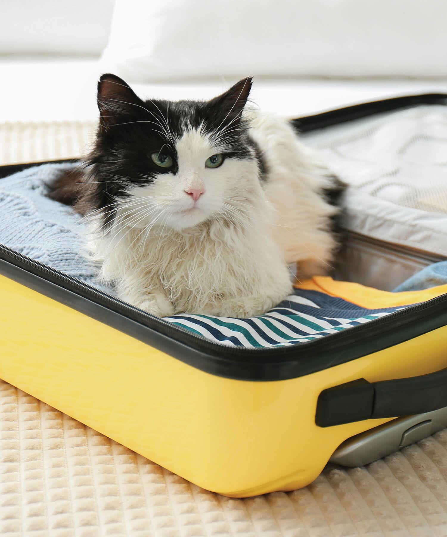 Cat In Suitcase