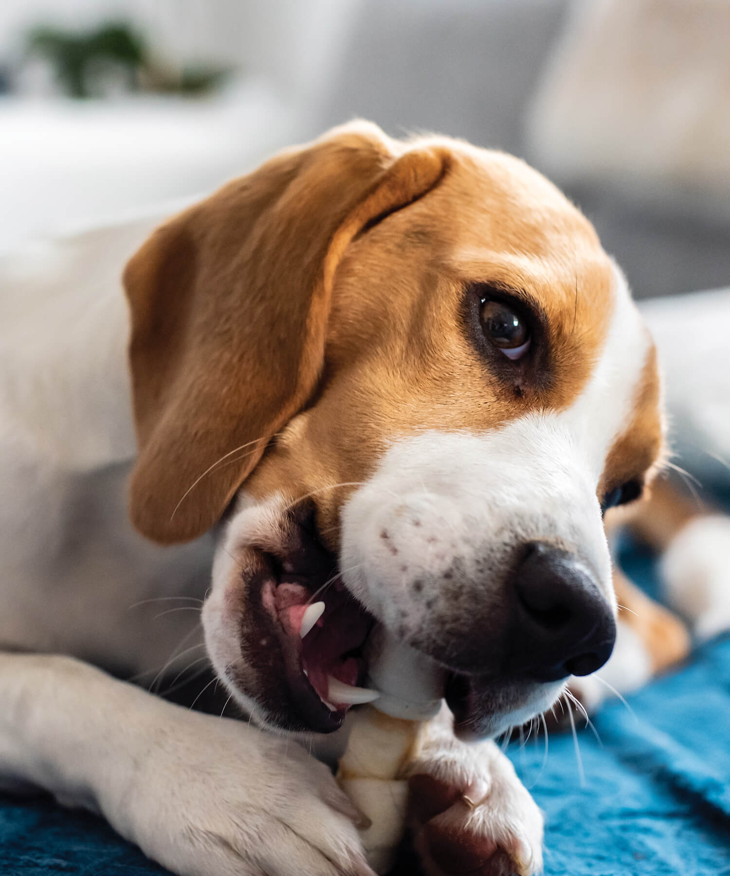 Dog Chewing On Bone