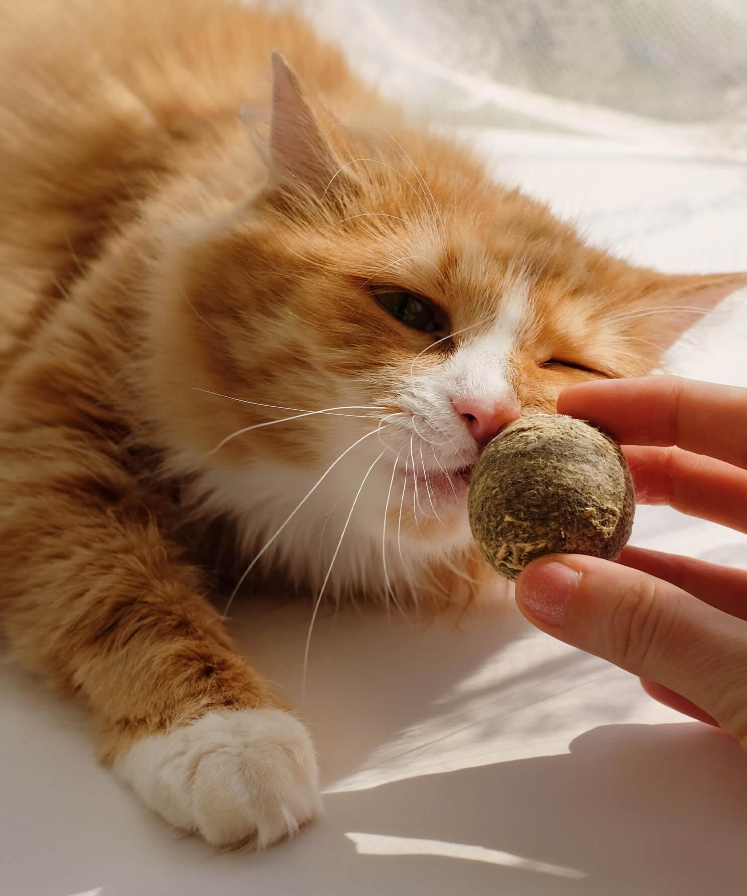 Cat With Herbal Ball