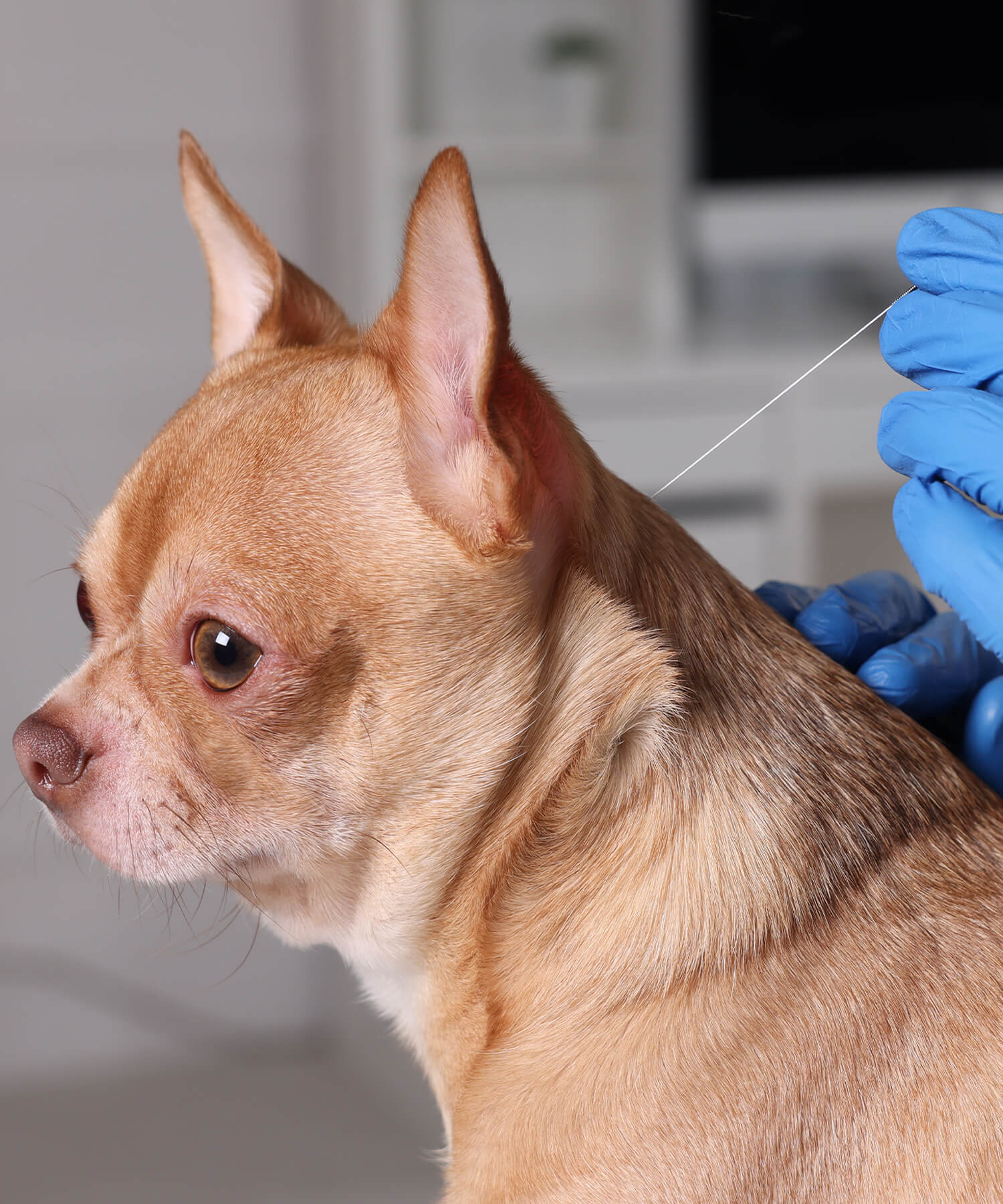 Small Dog Getting Acupuncture