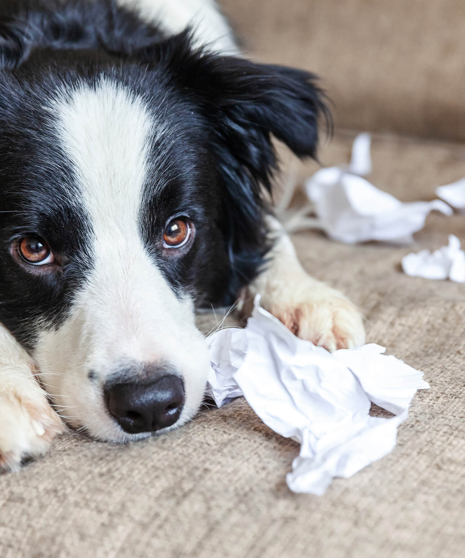 Dog With Paper2