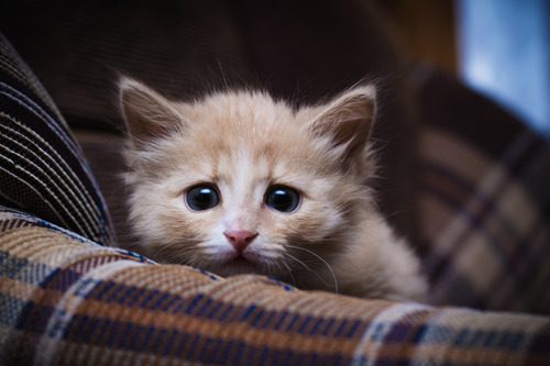 scared-kitten-sitting-on-couch