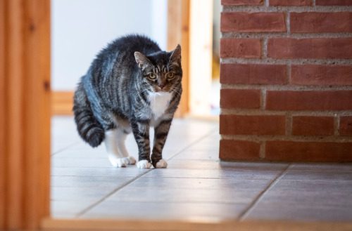 tabby-cat-with-green-eyes-standing-in-a-hallway-with-an-arched-back-and-fur-on-back-and-tail-bristled