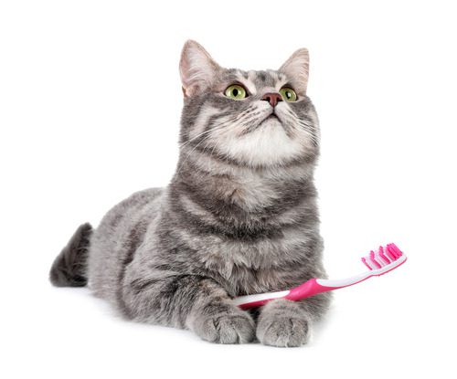 gray-cat-laying-down-with-pink-and-white-toothbrush-between-its-front-paws