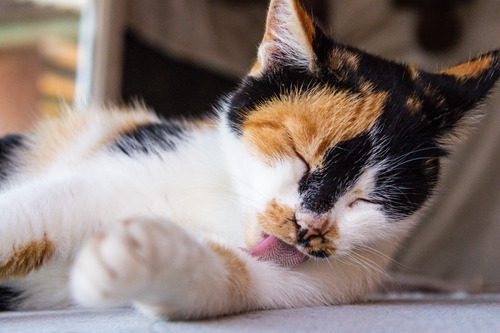 tricolored-cat-laying-down-and-licking-its-paw