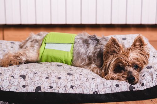 yorkshire-terrier-dog-laying-on-dog-bed-wearing-a-diaper-for-urinary-incontinence