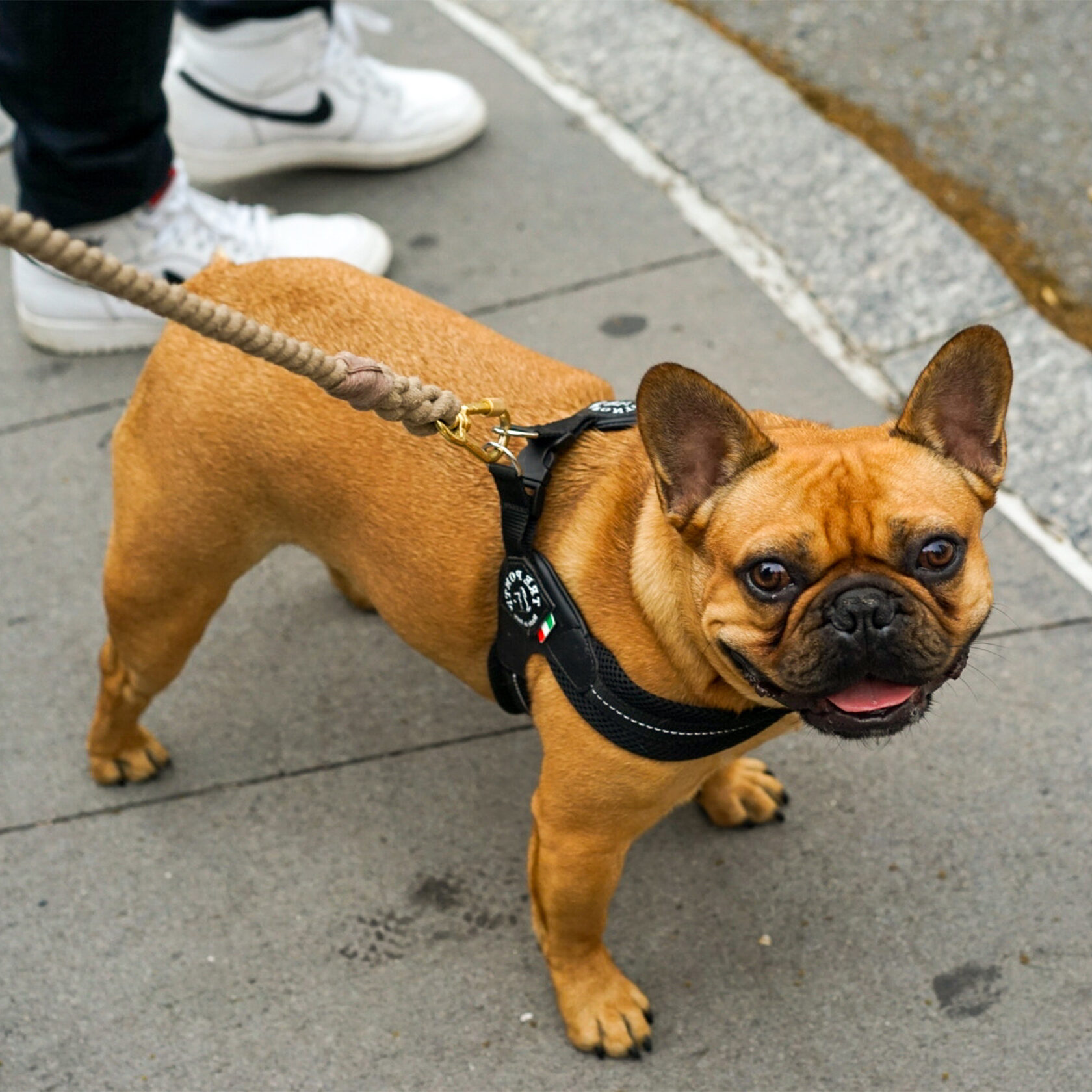 French Bulldog Walking On Leash